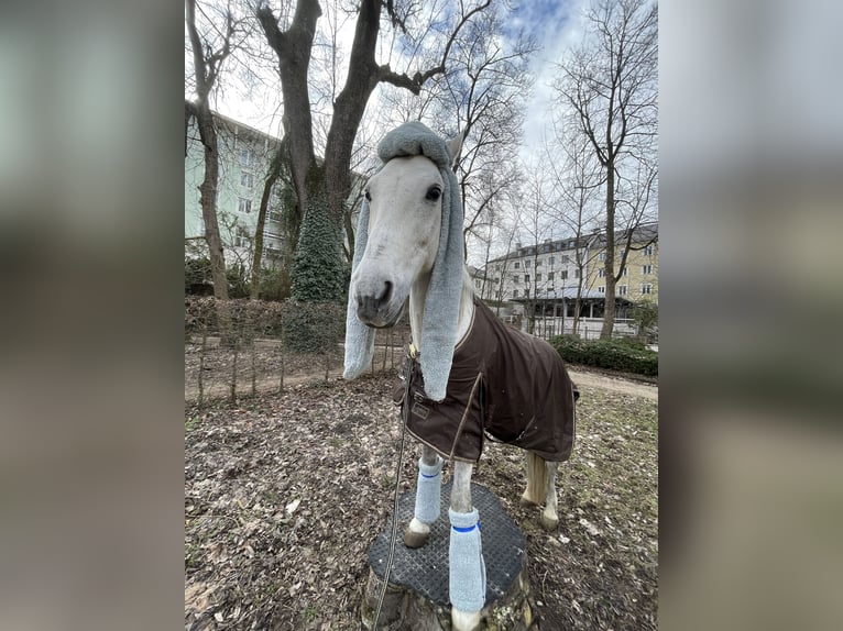Spanish Sporthorse Mix Gelding 15 years 14,1 hh Gray-Dapple in Valley
