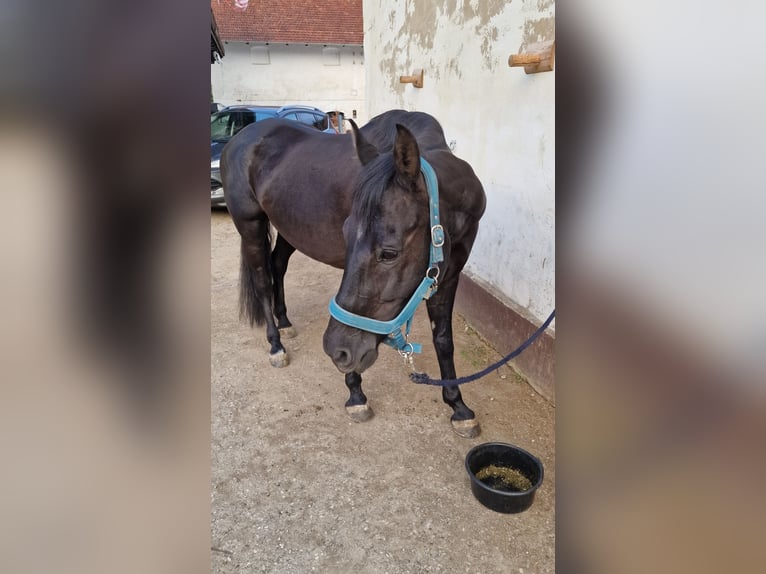 Spanish Sporthorse Mix Gelding 15 years 14,3 hh Bay-Dark in Passau