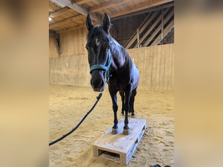 Spanish Sporthorse Mix Gelding 15 years 14,3 hh Bay-Dark in Passau