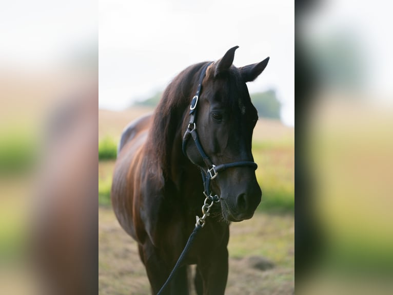 Spanish Sporthorse Mix Gelding 15 years 14,3 hh Bay-Dark in Passau