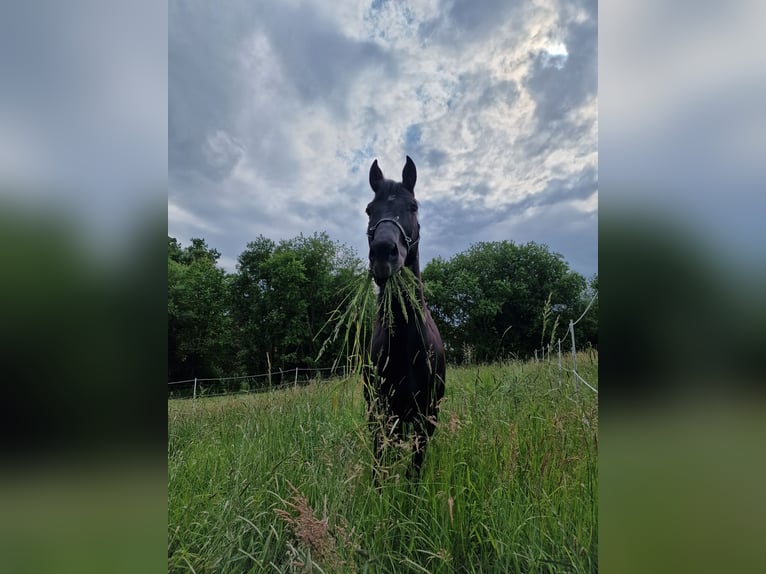 Spanish Sporthorse Mix Gelding 15 years 14,3 hh Bay-Dark in Passau