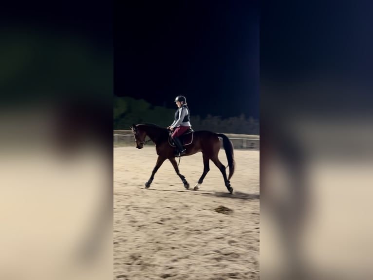 Spanish Sporthorse Gelding 15 years 16,2 hh Brown in Inca