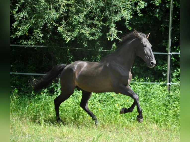 Spanish Sporthorse Gelding 15 years 16 hh Black in Inning am Ammersee