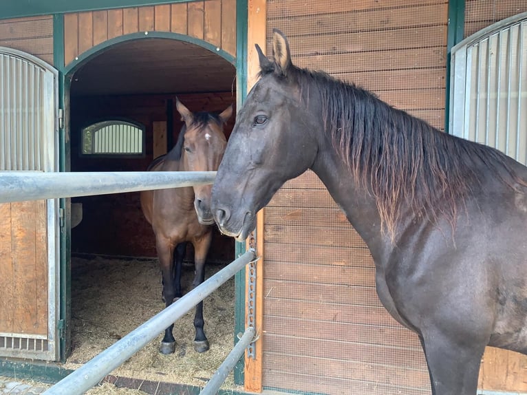 Spanish Sporthorse Gelding 15 years 16 hh Black in Inning am Ammersee