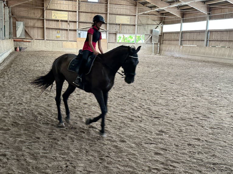 Spanish Sporthorse Gelding 15 years 16 hh Black in Inning am Ammersee
