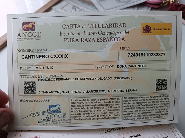 Spanish Sporthorse Gelding 15 years 17 hh Brown in Sant Feliu De Codines