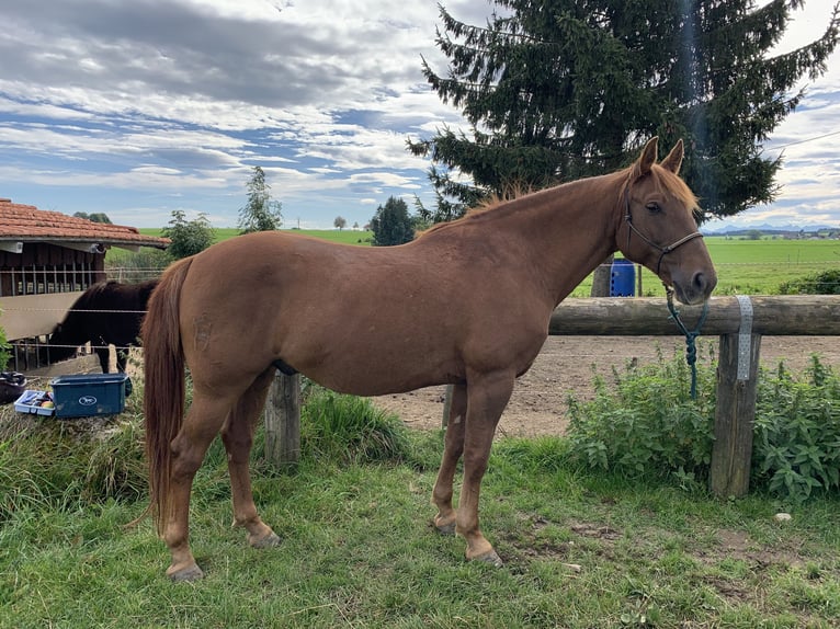 Spanish Sporthorse Mix Gelding 16 years 15 hh Chestnut-Red in Obergünzburg