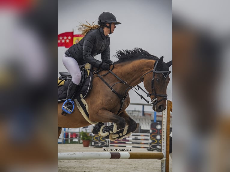 Spanish Sporthorse Gelding 16 years 16 hh in Madrid