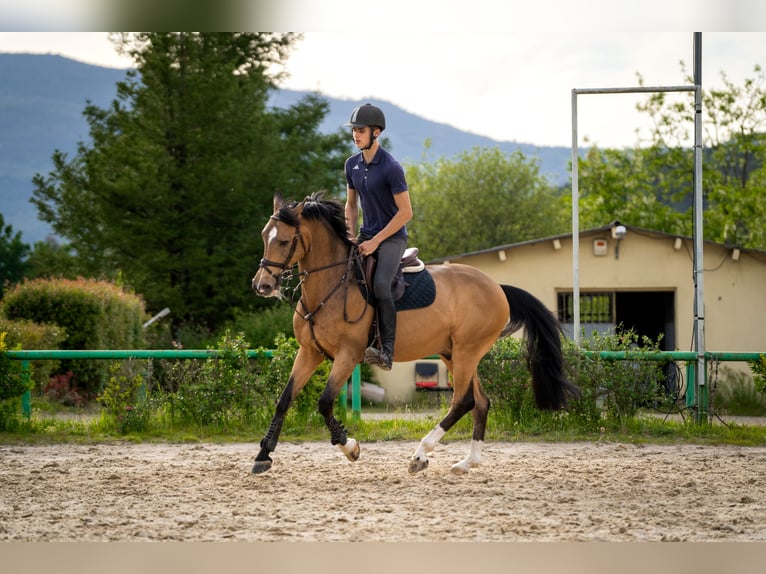 Spanish Sporthorse Gelding 16 years 5,3 hh Dun in Vigo