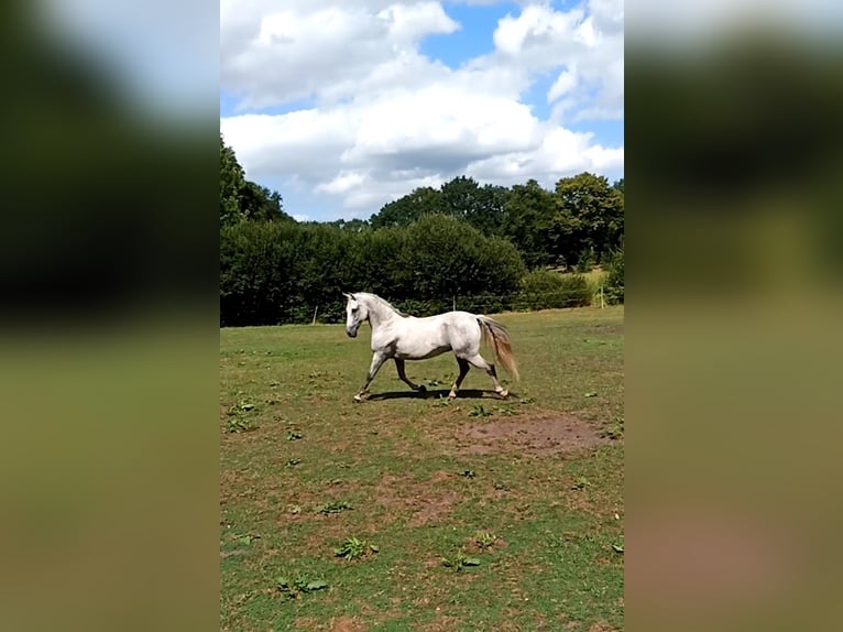 Spanish Sporthorse Mix Gelding 17 years 15,2 hh Gray in Hagen