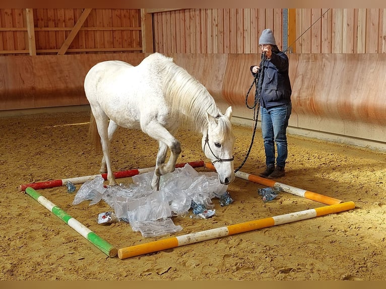 Spanish Sporthorse Mix Gelding 17 years 15,2 hh Gray in Hagen
