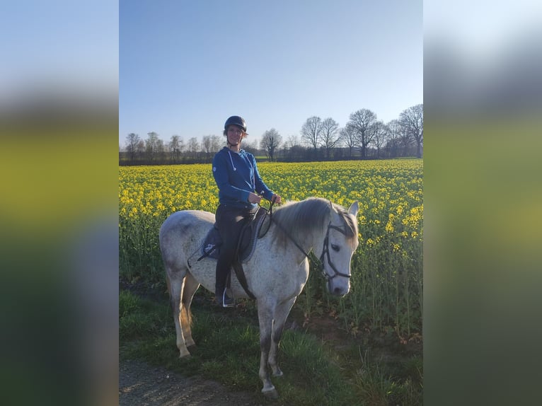 Spanish Sporthorse Mix Gelding 17 years 15,2 hh Gray in Hagen