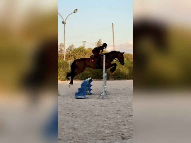 Spanish Sporthorse Gelding 17 years 16 hh Bay-Dark in Inca