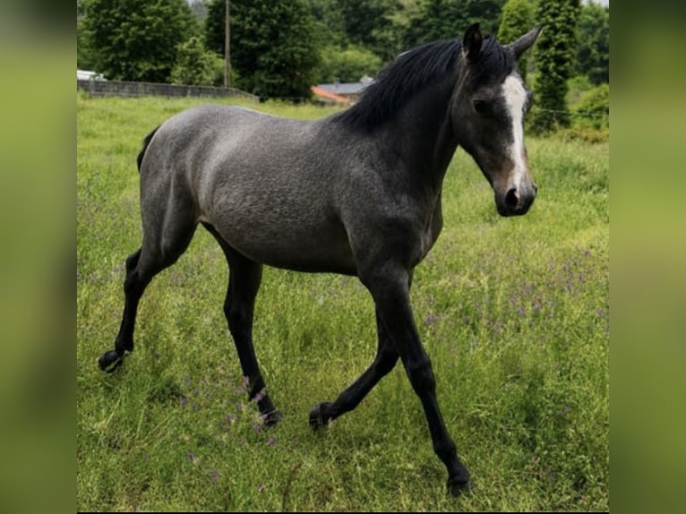Spanish Sporthorse Gelding 1 year 14.2 hh Grey-Fleabitten in Vila De Cruces