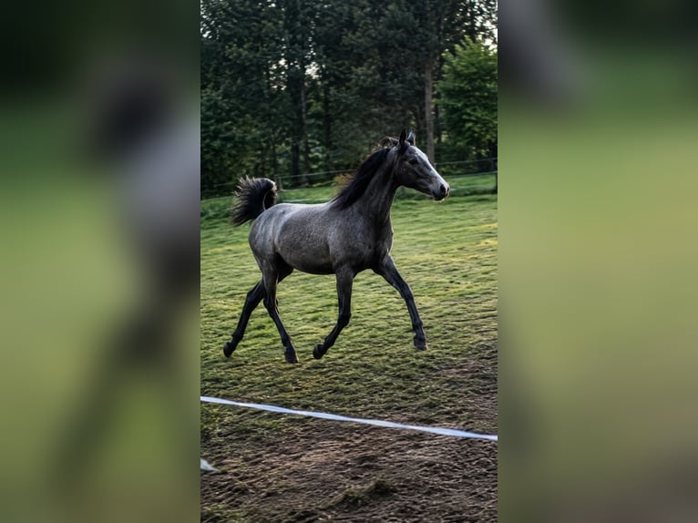 Spanish Sporthorse Gelding 1 year 14.2 hh Grey-Fleabitten in Vila De Cruces