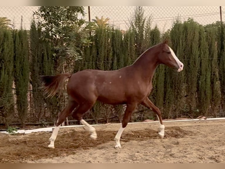 Spanish Sporthorse Gelding 1 year 16,1 hh Chestnut-Red in Carmona