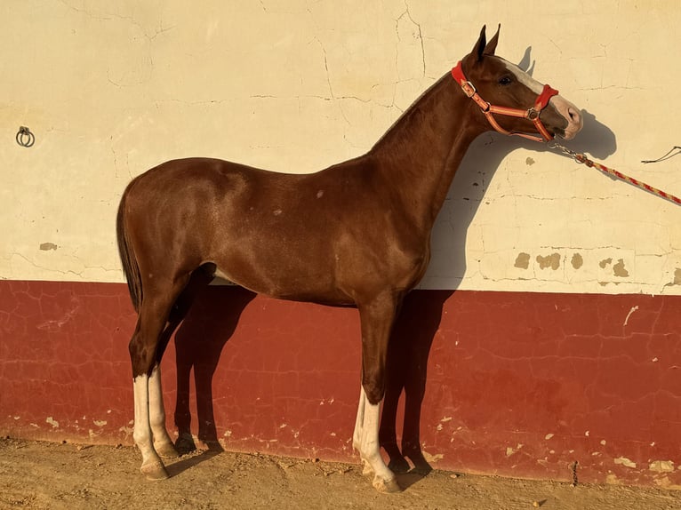 Spanish Sporthorse Gelding 1 year 16,1 hh Chestnut-Red in Carmona