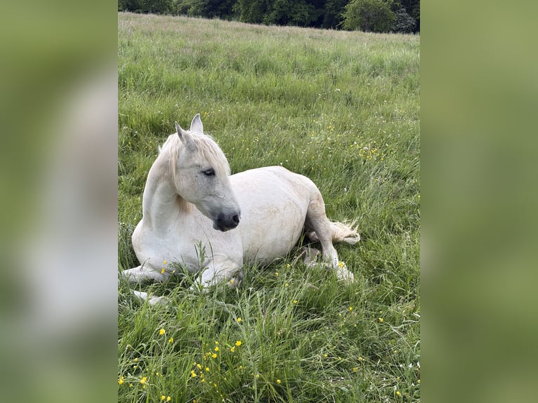 Spanish Sporthorse Gelding 20 years 15.1 hh Grey in Perl Nennig