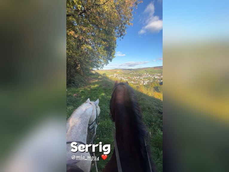 Spanish Sporthorse Gelding 20 years 15.1 hh Grey in Perl Nennig