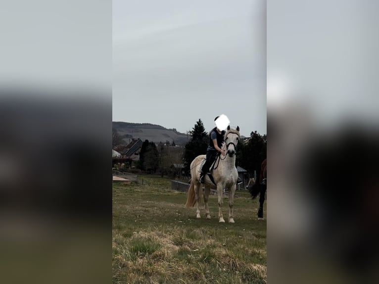 Spanish Sporthorse Gelding 20 years 15.1 hh Grey in Perl Nennig