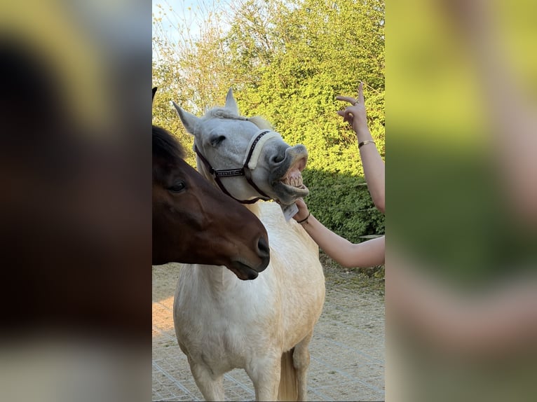 Spanish Sporthorse Gelding 20 years 15.1 hh Grey in Perl Nennig
