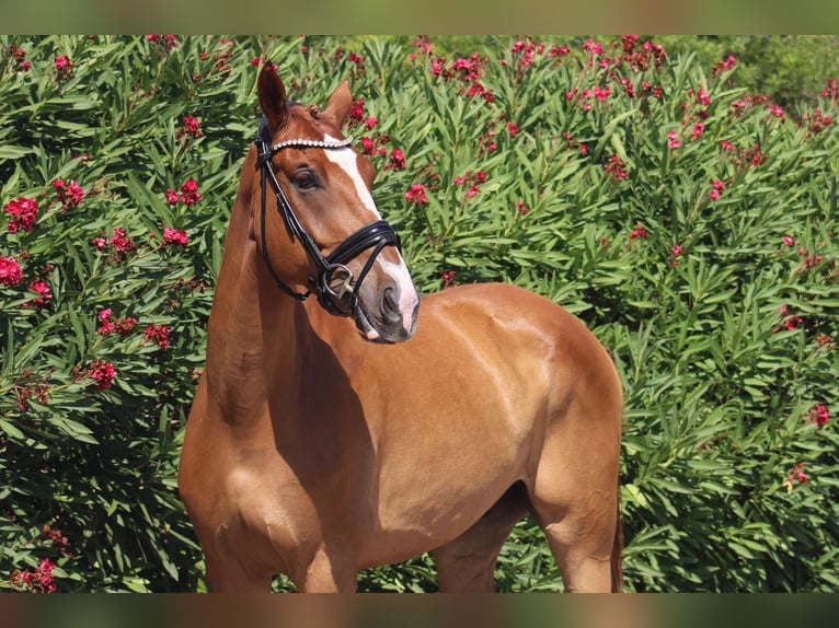 Spanish Sporthorse Gelding 25 years 16,1 hh Chestnut-Red in Xabia/Javea