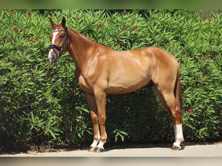 Spanish Sporthorse Gelding 25 years 16,1 hh Chestnut-Red in Xabia/Javea