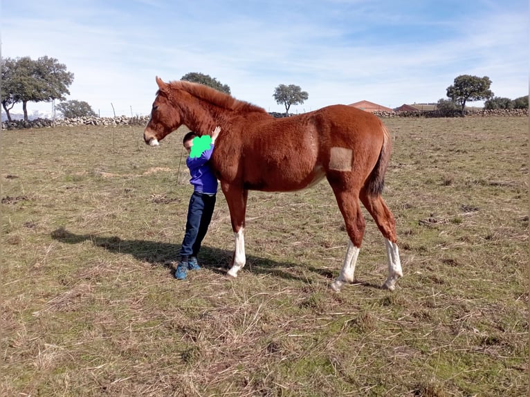 Spanish Sporthorse Mix Gelding 2 years 14,1 hh Chestnut-Red in Collado Villalba
