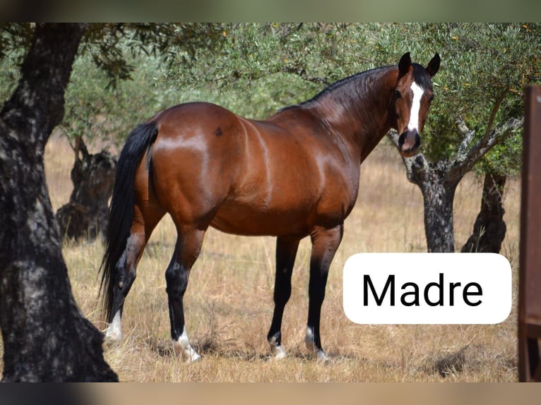 Spanish Sporthorse Mix Gelding 2 years 14,1 hh Chestnut-Red in Collado Villalba