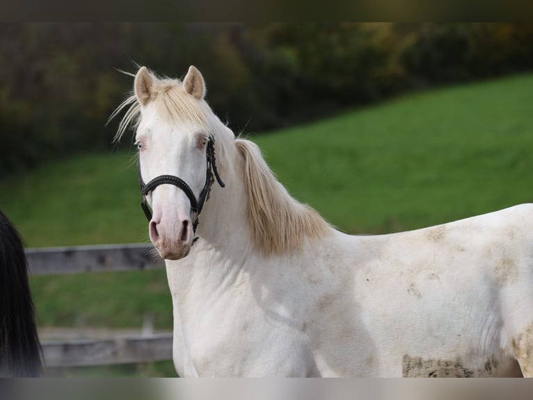 Spanish Sporthorse Gelding 2 years 14,2 hh Perlino in Fleurey