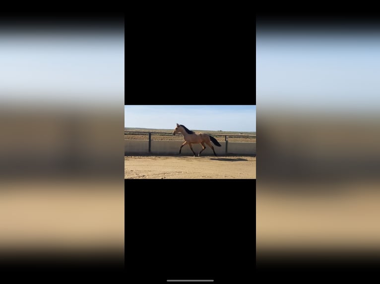 Spanish Sporthorse Gelding 2 years 15,2 hh Dun in Vegas Altas