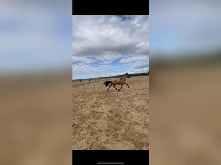 Spanish Sporthorse Gelding 2 years 15,2 hh Dun in Vegas Altas