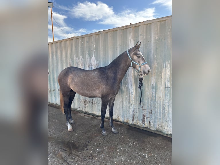 Spanish Sporthorse Gelding 2 years 15 hh Grey in Huelva
