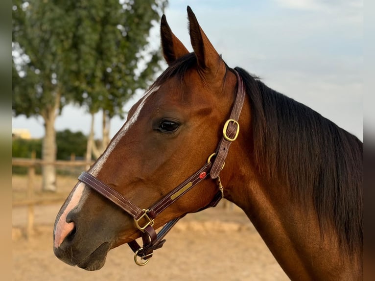 Spanish Sporthorse Gelding 2 years 16 hh Brown in Madrid