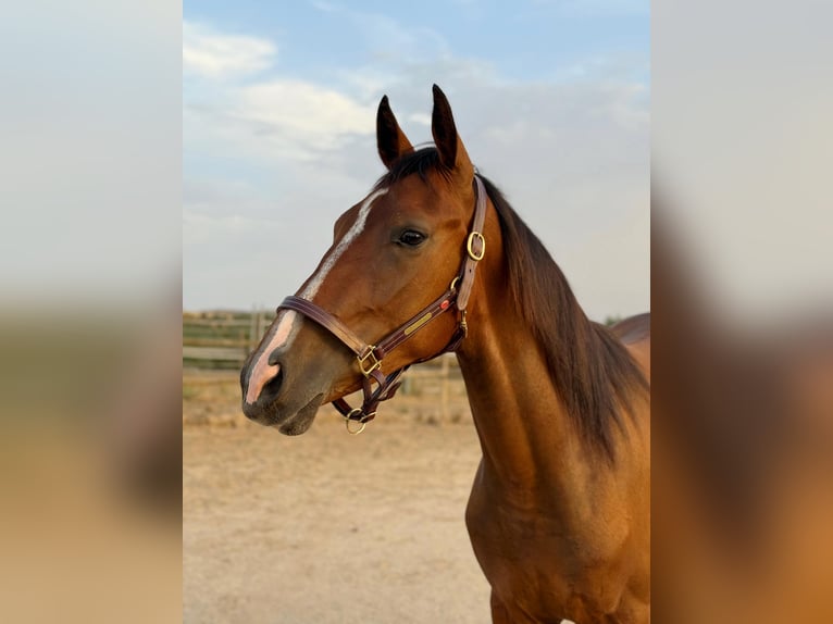 Spanish Sporthorse Gelding 2 years 16 hh Brown in Madrid
