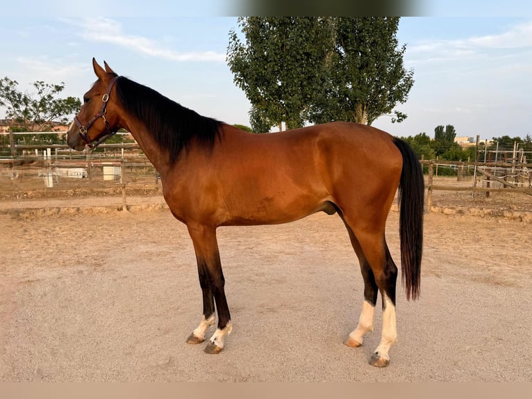 Spanish Sporthorse Gelding 2 years 16 hh Brown in Madrid