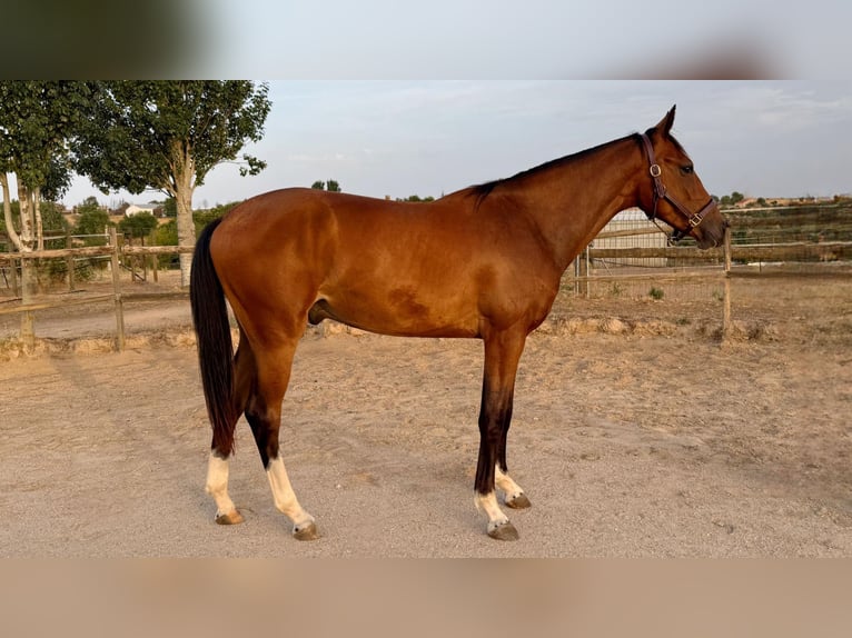 Spanish Sporthorse Gelding 2 years 16 hh Brown in Madrid