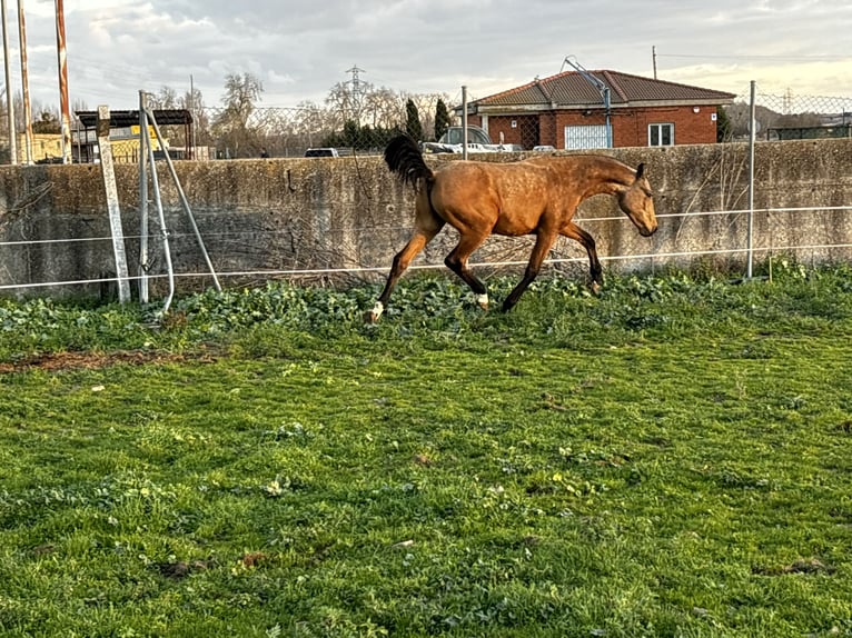 Spanish Sporthorse Gelding 2 years 16 hh Dun in Tordesillas