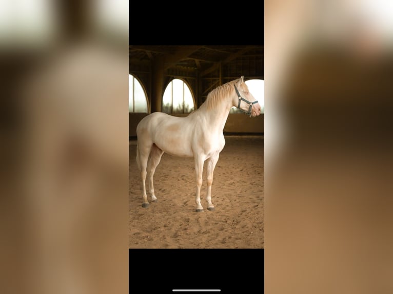 Spanish Sporthorse Gelding 3 years 14,2 hh Perlino in Fleurey