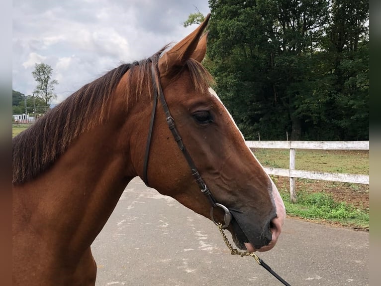 Spanish Sporthorse Gelding 3 years 15,1 hh Brown in Gijon