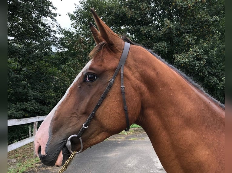 Spanish Sporthorse Gelding 3 years 15,1 hh Brown in Gijon