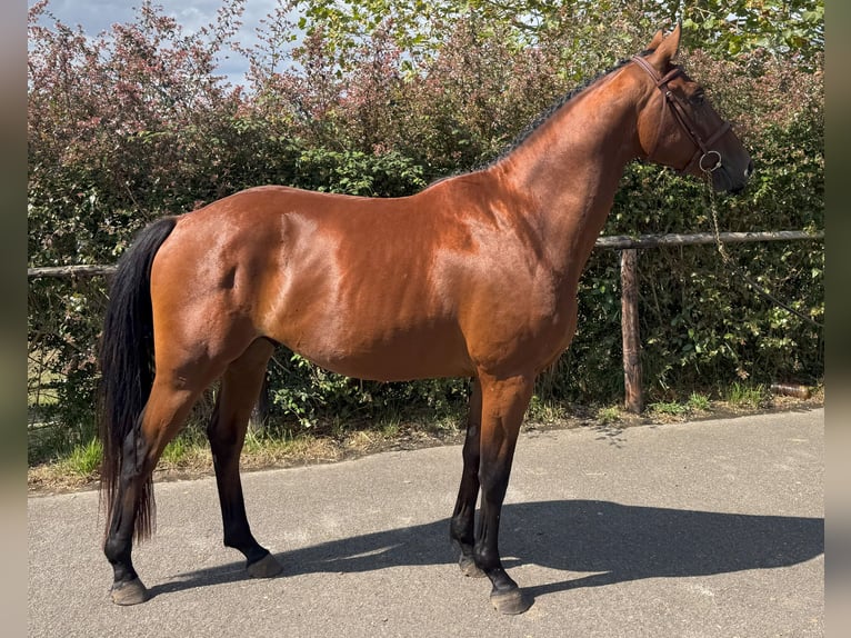 Spanish Sporthorse Gelding 3 years 15,3 hh Brown in Goz&#xF3;n
