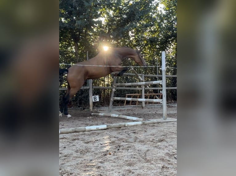 Spanish Sporthorse Gelding 3 years 15,3 hh Dun in Tordesillas