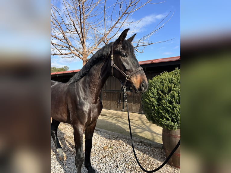 Spanish Sporthorse Gelding 3 years 16,2 hh Bay-Dark in Logro&#xF1;o