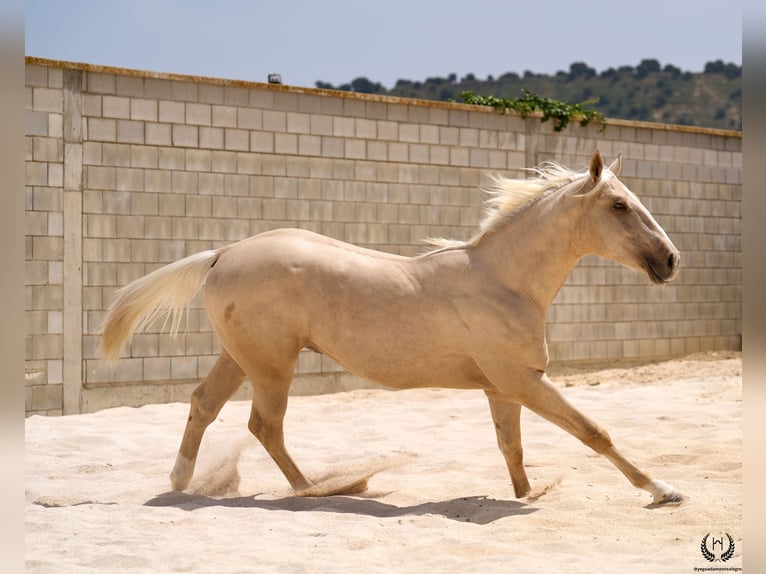 Spanish Sporthorse Gelding 3 years 16.2 hh Palomino in Navalperal De Pinares
