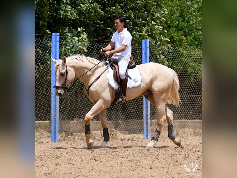 Spanish Sporthorse Gelding 3 years 16.2 hh Palomino in Navalperal De Pinares