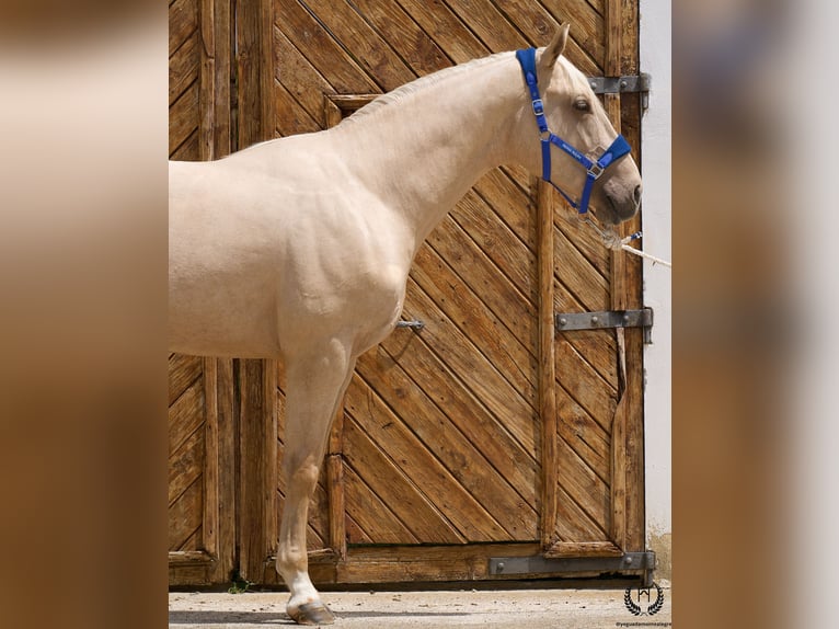 Spanish Sporthorse Gelding 3 years 16.2 hh Palomino in Navalperal De Pinares