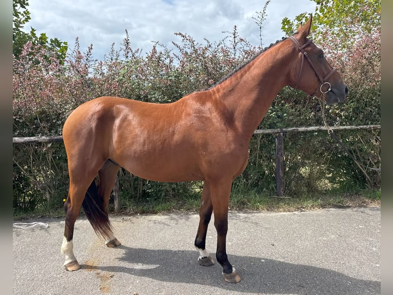 Spanish Sporthorse Gelding 3 years 16 hh Brown in GIJON