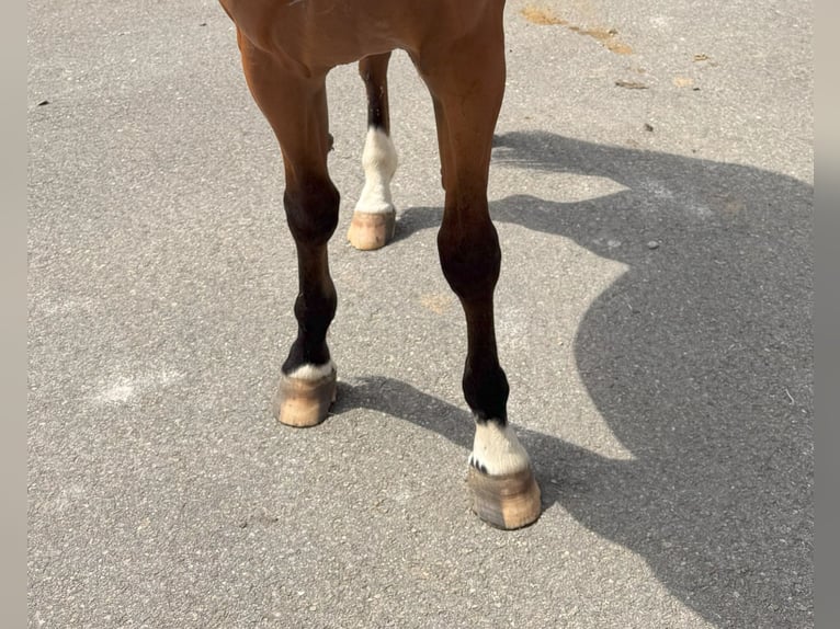 Spanish Sporthorse Gelding 3 years 16 hh Brown in GIJON