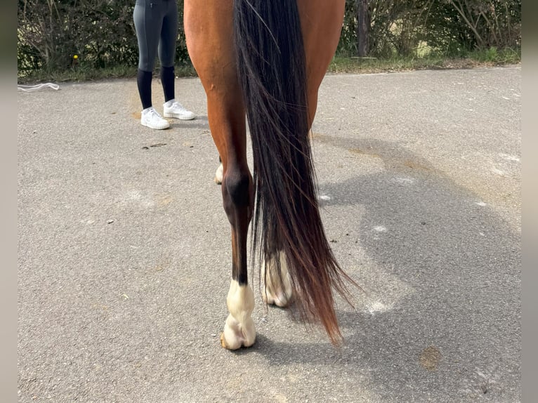 Spanish Sporthorse Gelding 3 years 16 hh Brown in GIJON